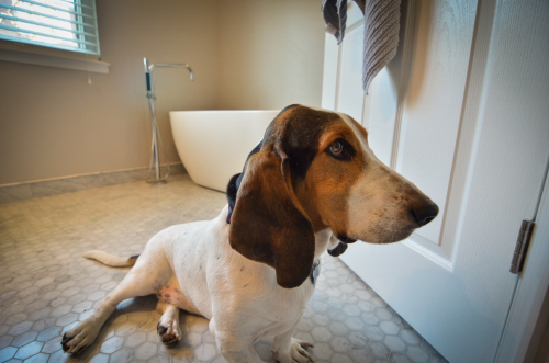 bathroom puppy