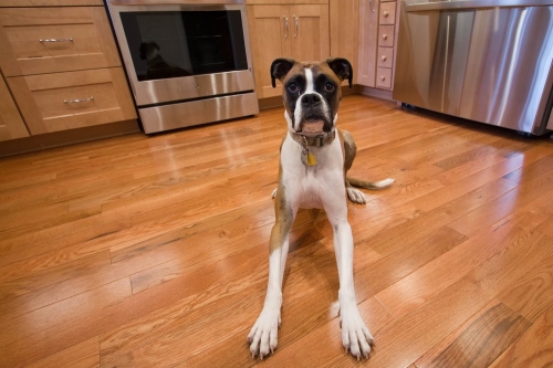 natural wood transitional kitchen dog (2)